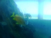 21-pez-del-estanque