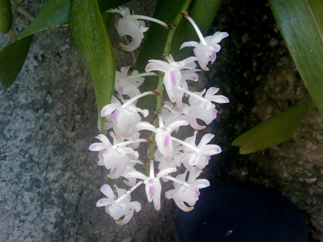 Mi pasión es cultivar orquídeas en Cuba