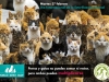 postal-pac-dia-mundial-esterilizacion-animal