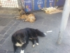 Los-perros-callejeros-de-Valparaíso-gordos-y-felices