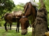 Mule Drivers in Cuba
