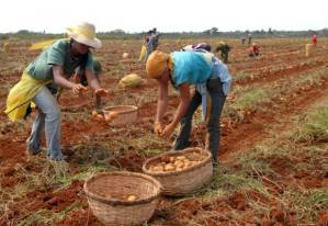 Estudiantes cubanos en el campo.