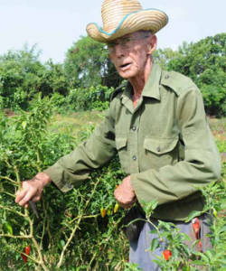 Jose Luis Roche es uno de los mejores cooperativistas a pesar de que tiene ya 81 años, 70 trabajando en la agricultura. Foto: Raquel Pérez