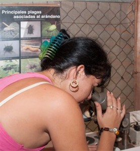 Roxana Fleites, es la especialista que cría insectos y pichones de cotorra para contrarrestar las plagas de la agricultura sin usar químicos. Foto: Raquel Pérez