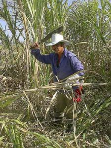 La mitad de los centrales azucareros de Cuba fueron cerrados debido a que los costos de producción eran más altos que el precio del azúcar en el mercado internacional. Foto: Raquel Pérez