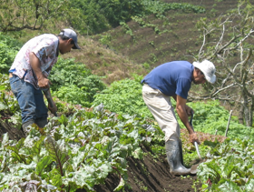 Campesinos en Costa Rica