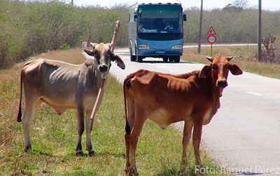 ravs-2-vacas-carretera