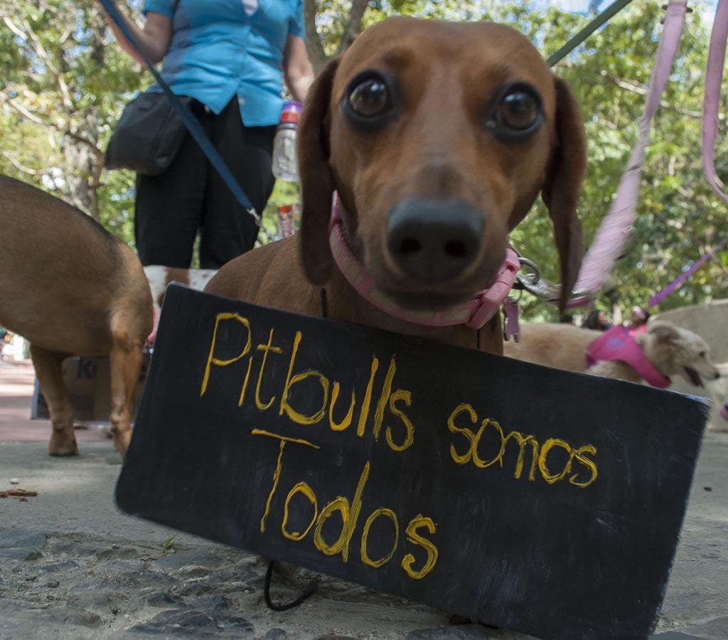 Marcha por los Derechos de los animales - Caracas