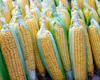 Genetically modified corn.