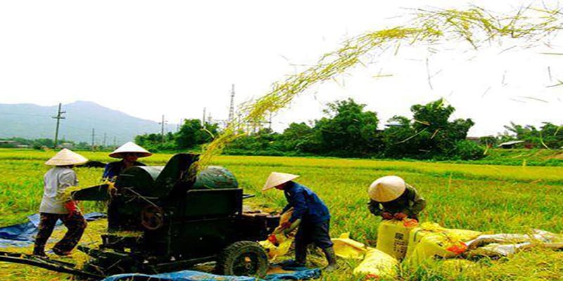 Los campesinos vietnamitas han alcanzado altos niveles de productividad.