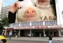 Memes cubanos: precio de la carne de cerdo