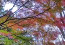 El final del otoño en Tokio, Japón – Foto del día