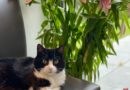 Mi gato Coco, Bad Kreuznach, Alemania – Foto del día