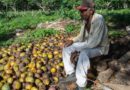 Una cosecha inédita de mangos pero…