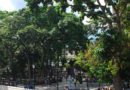 Los árboles de la plaza, Caracas, Venezuela – Foto del día