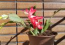 Flor de cactus de navidad, Tokio, Japón – Foto del día