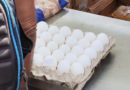 Los huevos si son de oro para los jubilados cubanos