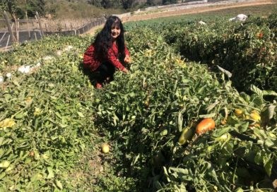 Sequía pone en jaque a la agricultura campesina en Chile