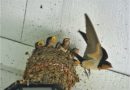 Golondrinas en el nido, Texas, EUA – Foto del día