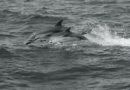 Pareja de delfines, Toulon, Francia – Foto del día