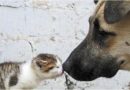 Hacia municipios por el cuidado real de mascotas en Chile