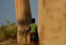 Entre gigantes, Madagascar – Foto del día