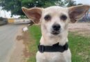 Con Hare en el camino, Lara, Venezuela – Foto del día