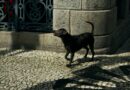 El cazador urbano, Paraná, Brasil – Foto del día