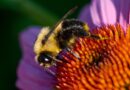 Como una Abeja, Ontario, Canadá – Foto del día